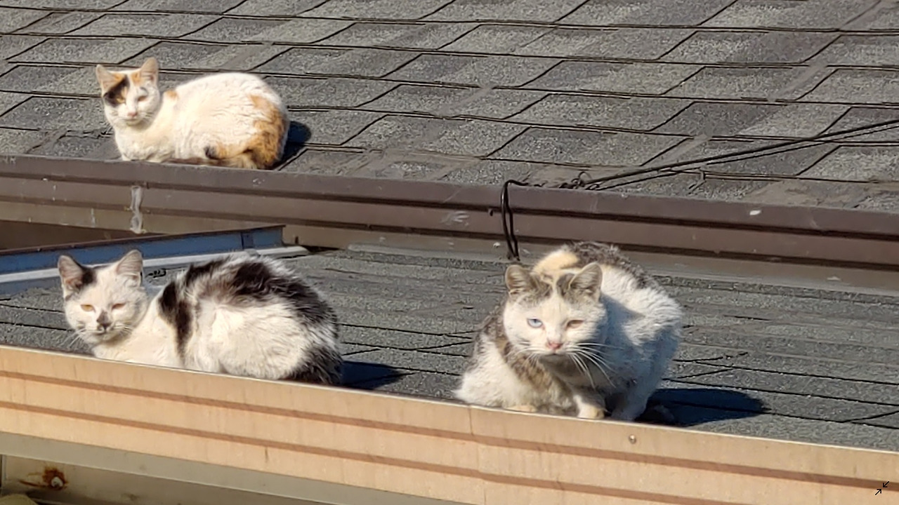 고양이 눈빛.jpg