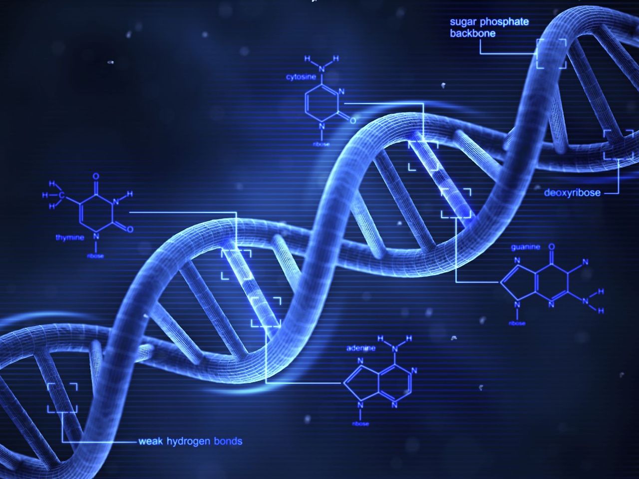 3-D_DNA-56a09ae45f9b58eba4b20266.jpg