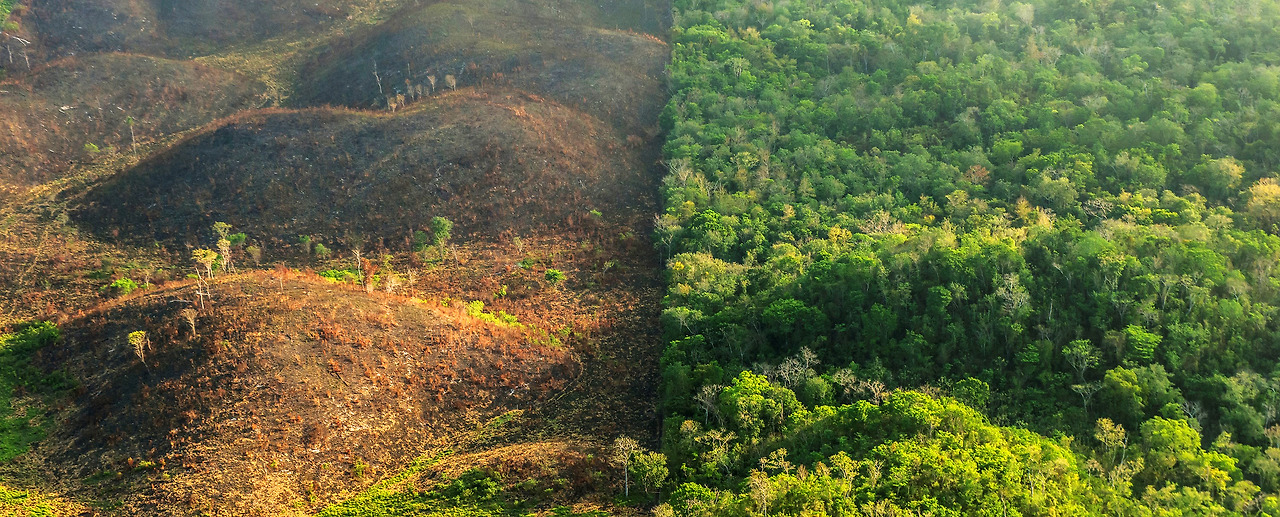 guatemala%20deforestation%20vs%20forest%20-%20header.jpg