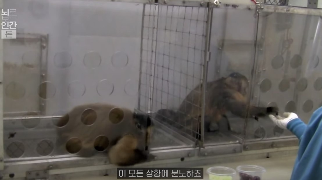 카푸친원숭이실험.jpg