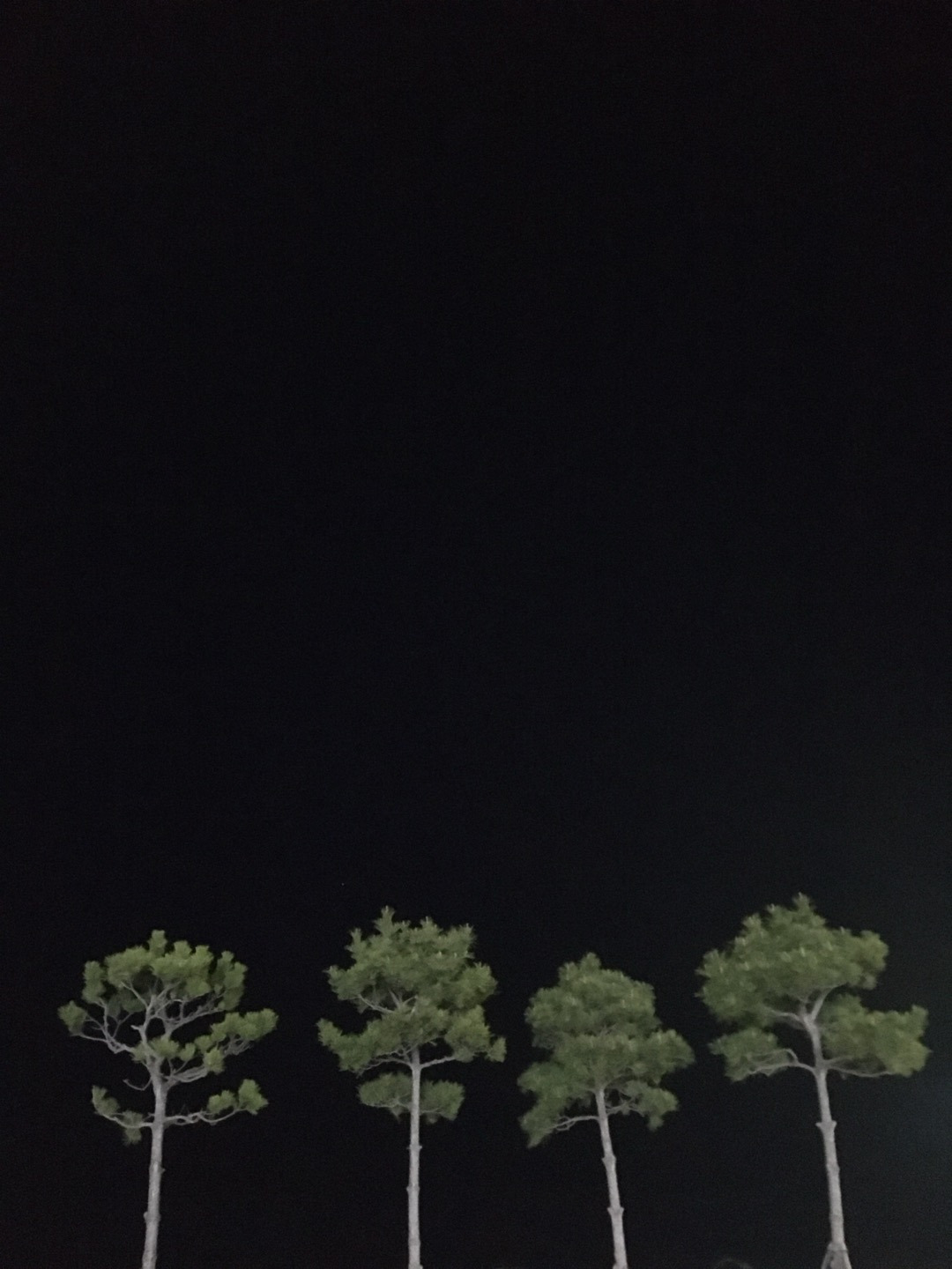 나무 네 그루 밤.jpg
