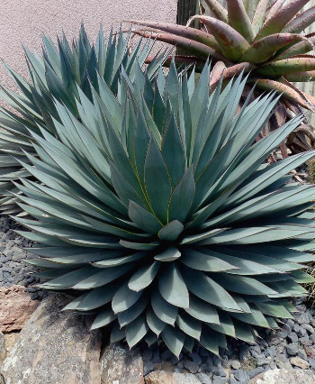 agave_blue_glow_03.jpg