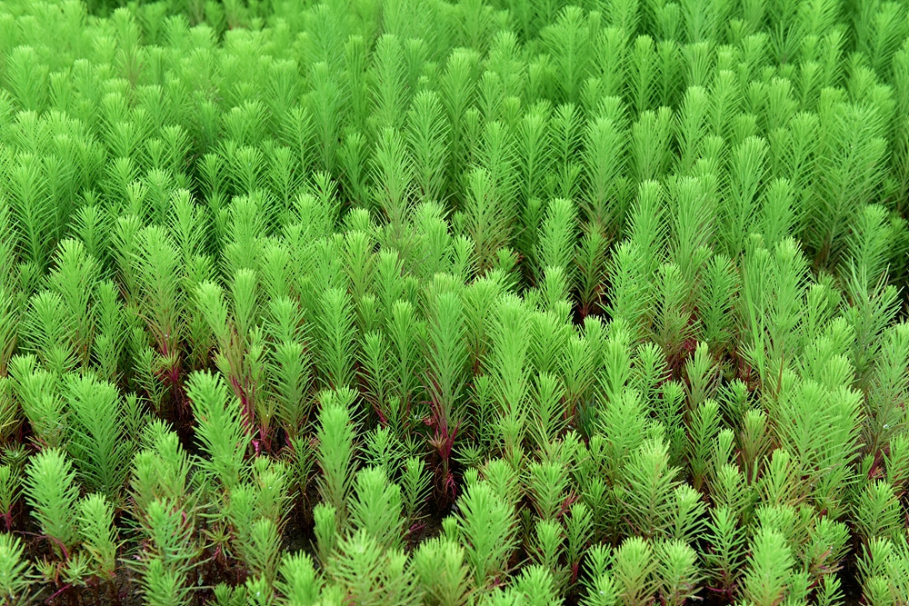 갯골생태공원 (112).jpg