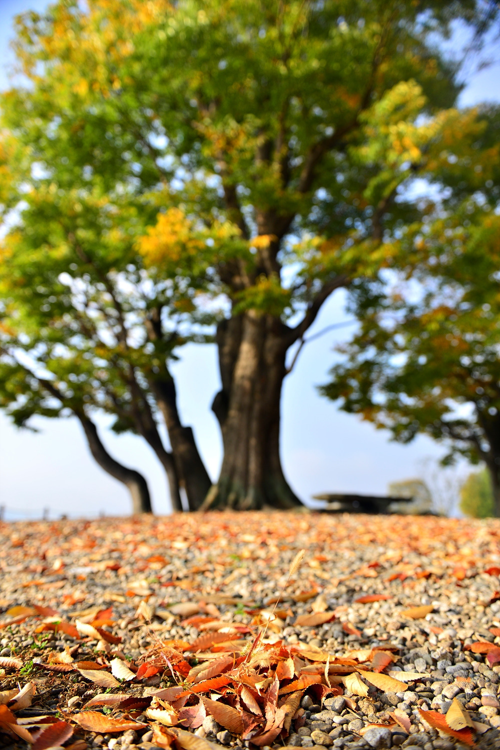 경기양평두물머리 (2).jpg