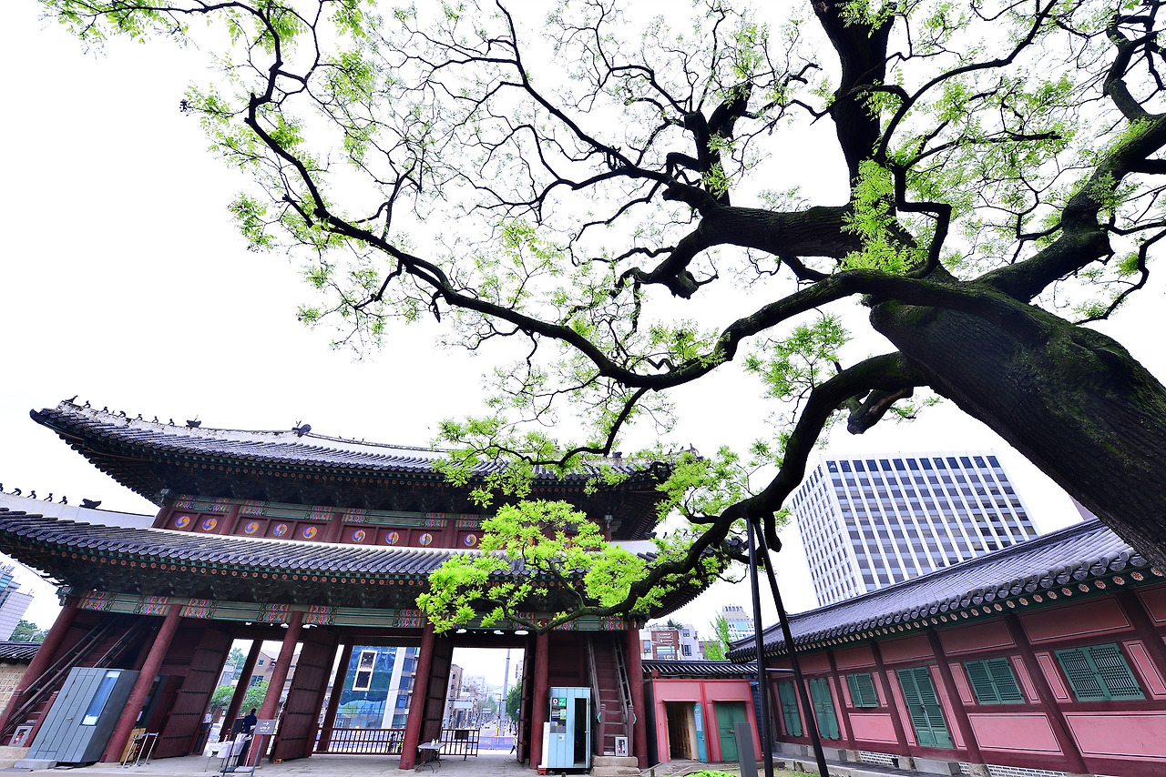 돈화문과 회화나무.jpg