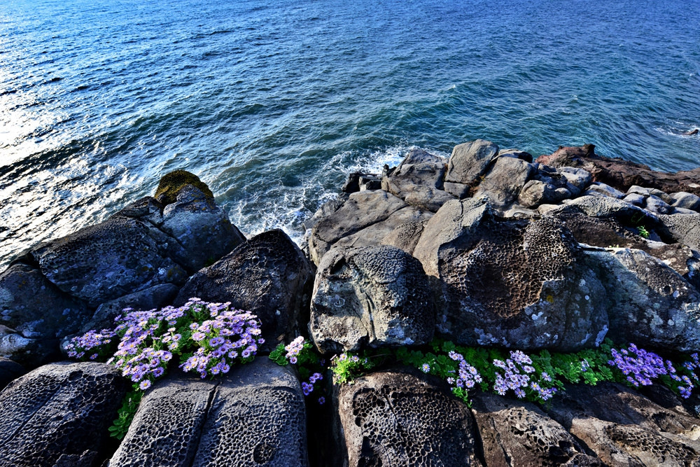 사진4. 남원큰엉 해국 (2).jpg