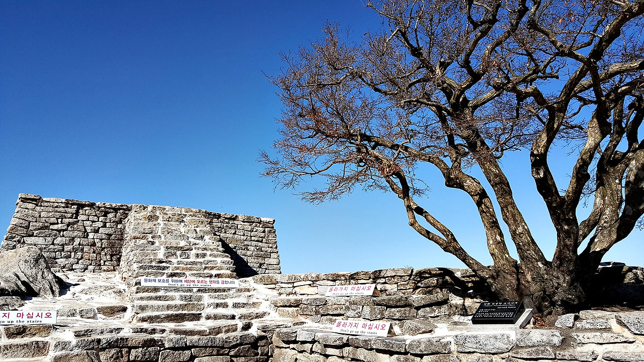 첨성단과 소사나무.jpg