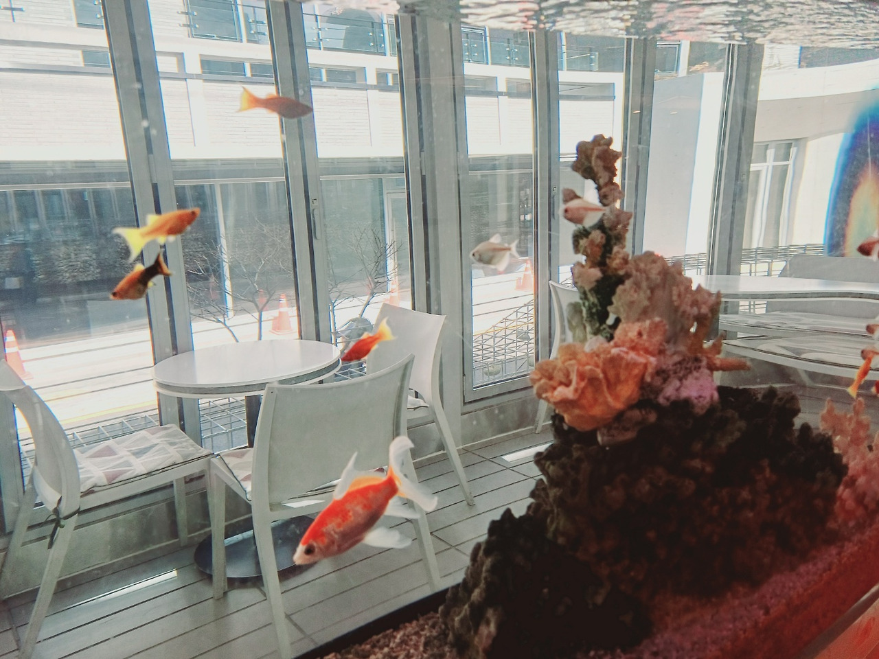 어항.jpg