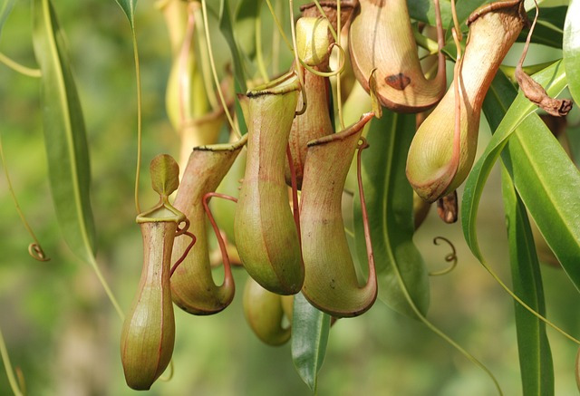 pitcher-plant-362370_640.jpg