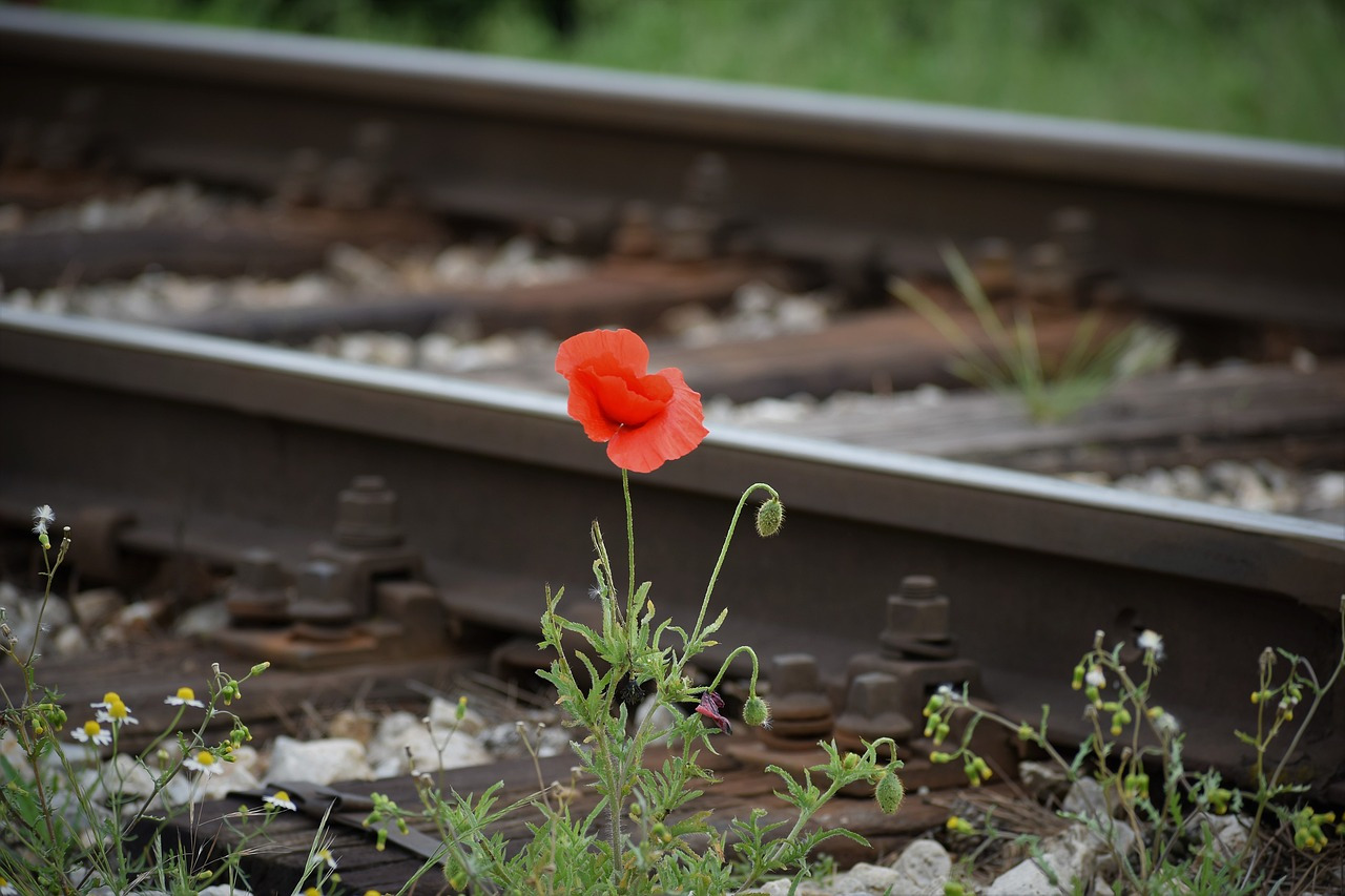 one-red-poppy-5183080_1280.jpg