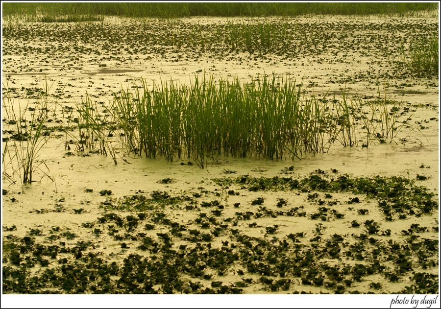 늪.jpg