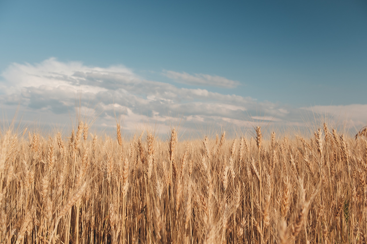 golden-wheat-field.jpg