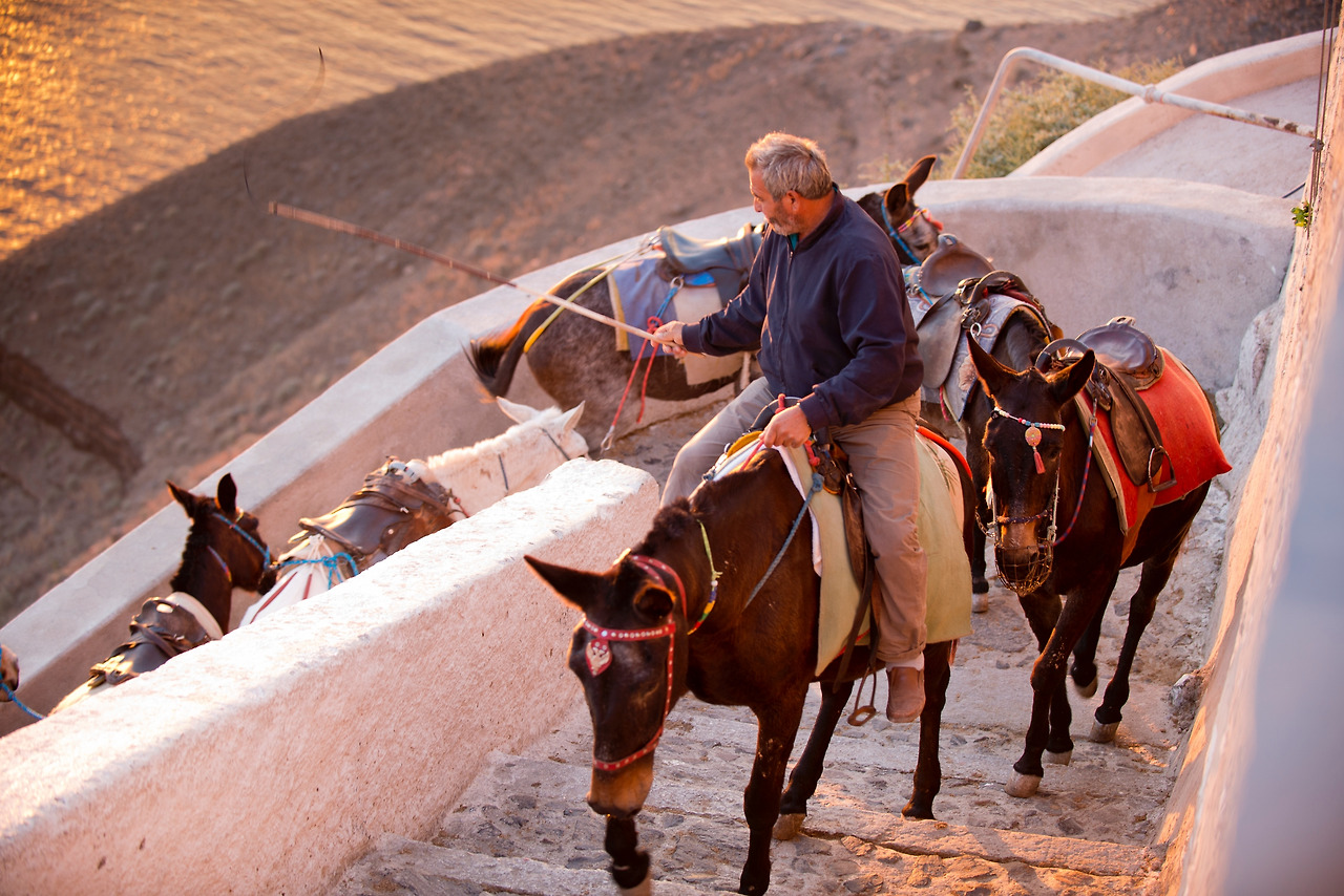 가파른 계단을 오르는 나귀 PT.jpg