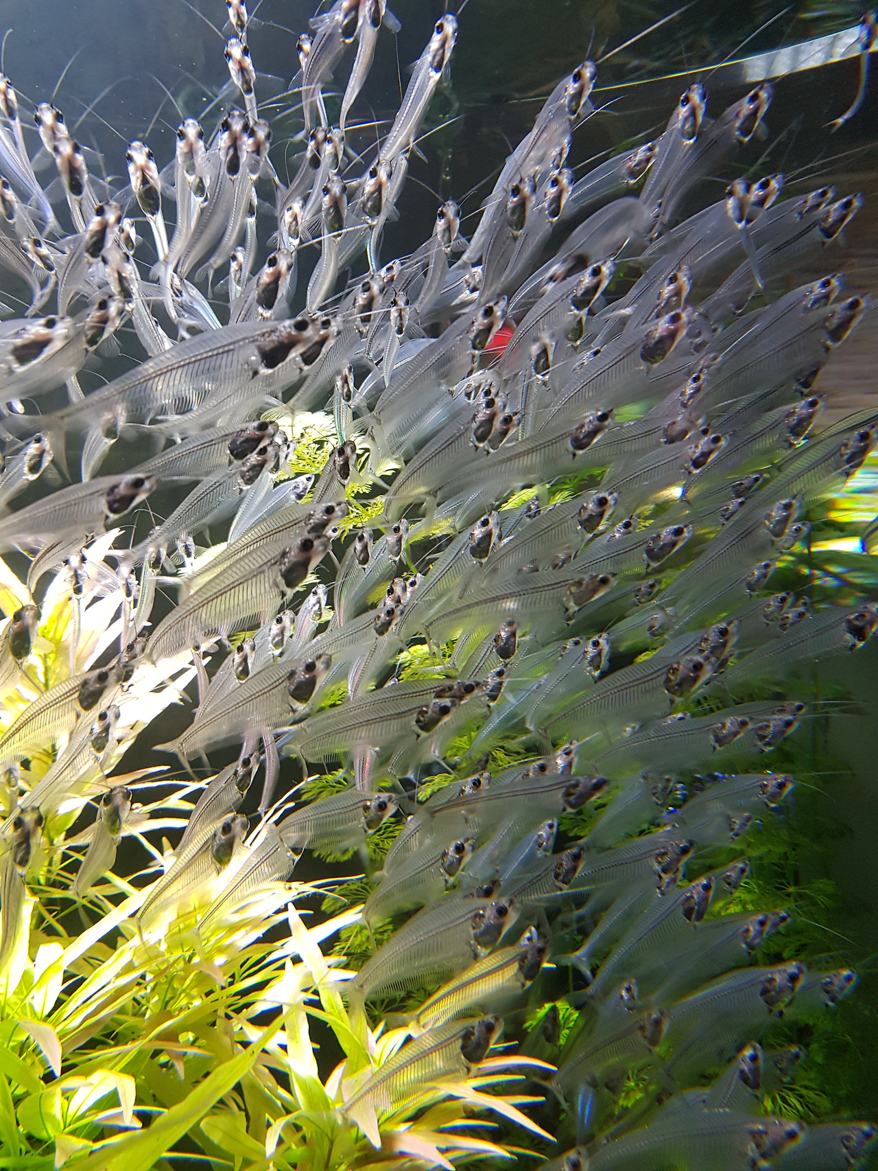 두바이몰_아쿠아리움_수족관관람후기 (16).jpg