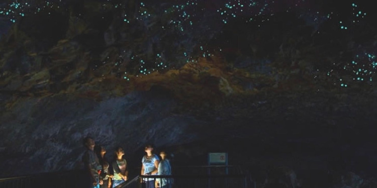 골드코스트반딧불투어 (4).jpg