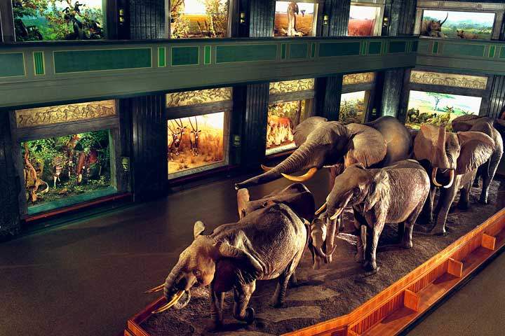 amnh-gallery-elephants.jpg