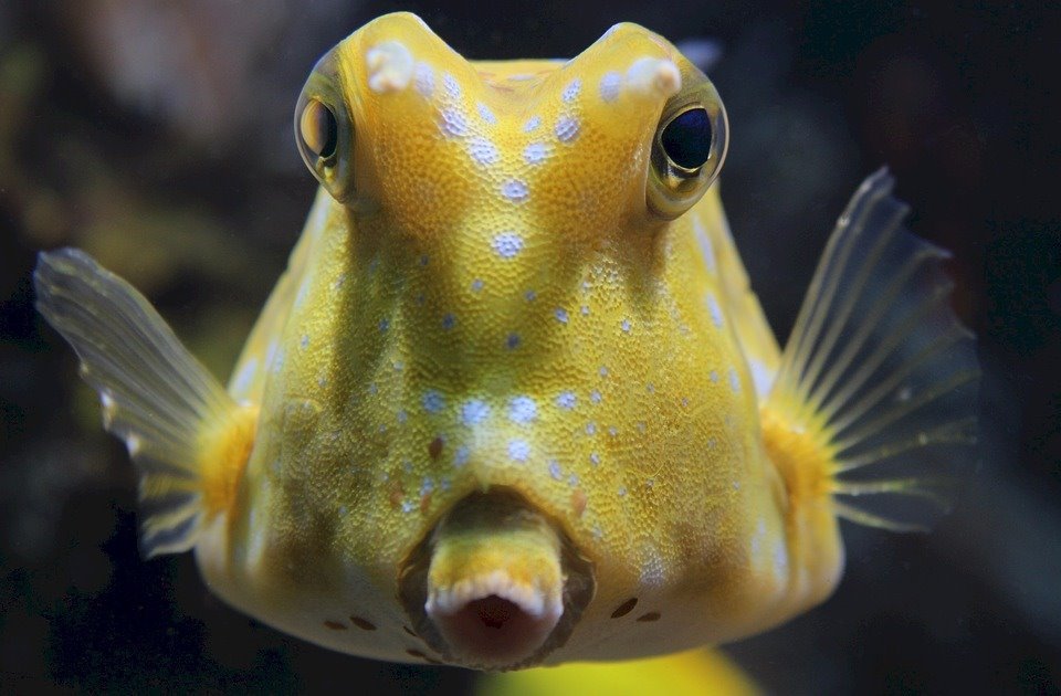 longhorn-cowfish-1746847_960_720.jpg