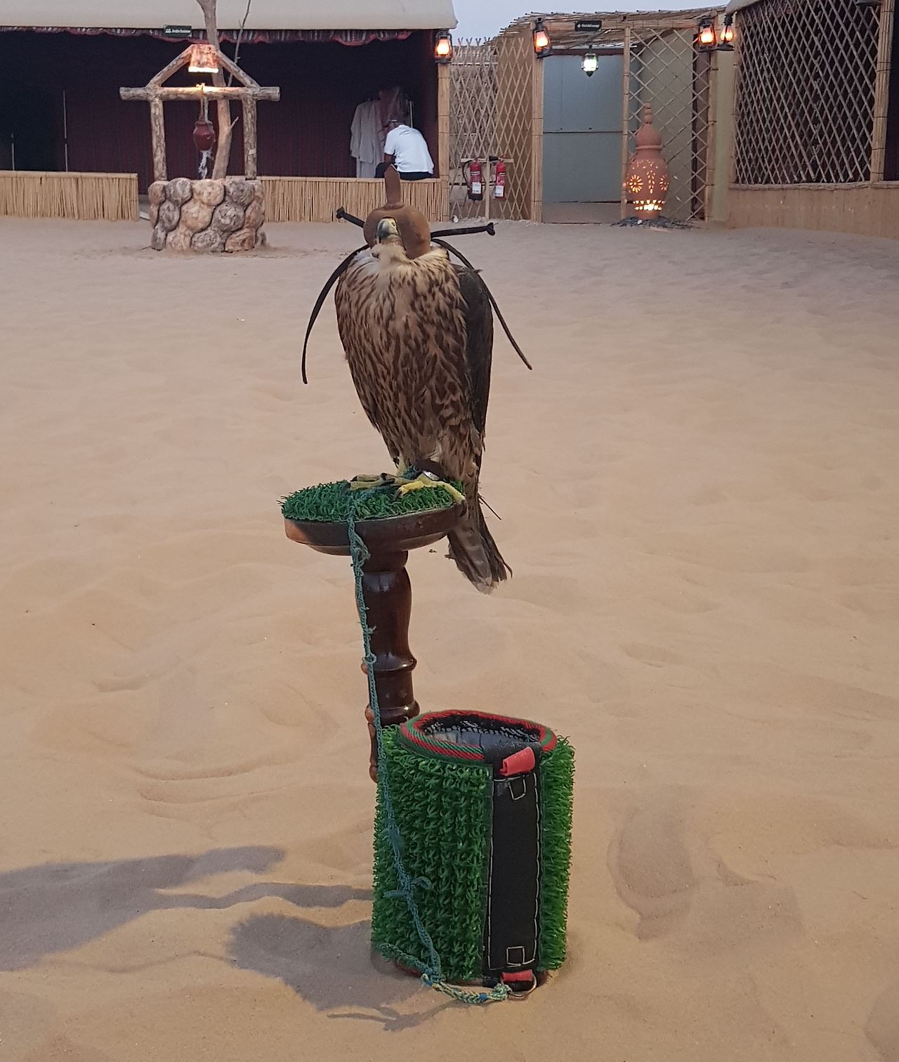 (6665) 2019.0122 아부다비 이브닝 사파리 (note8).jpg