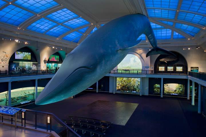 amnh-gallery-whale.jpg
