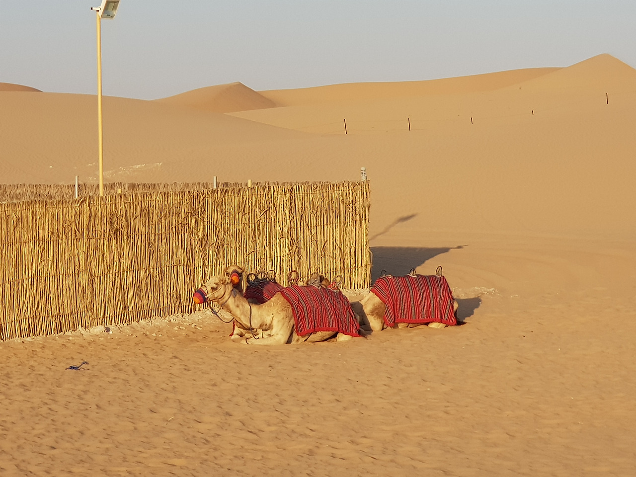 (6567) 2019.0122 아부다비 이브닝 사파리 (note8).jpg