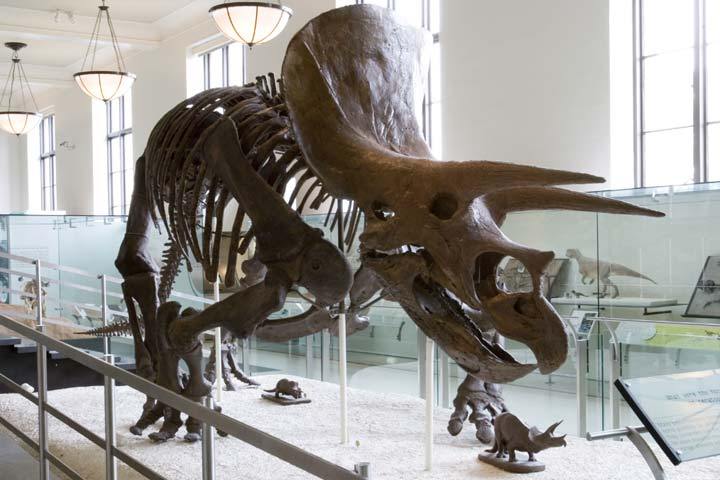 amnh-gallery-dinosaur.jpg