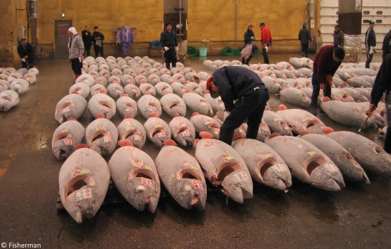Tsukiji-Fish-Market-Central-Tokyo-C-Fisherman.jpg