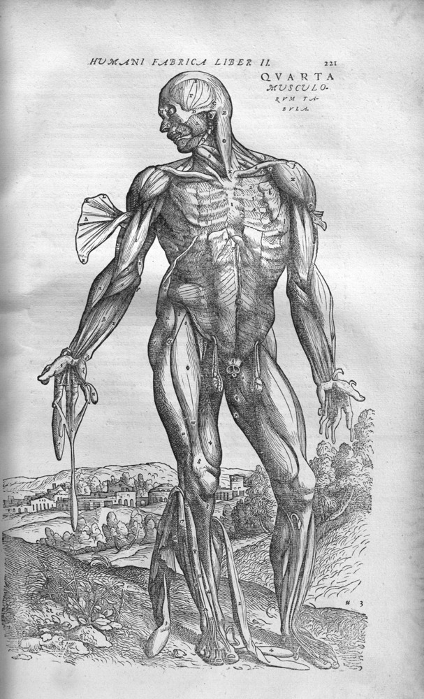 vesalius1555_plate.jpg