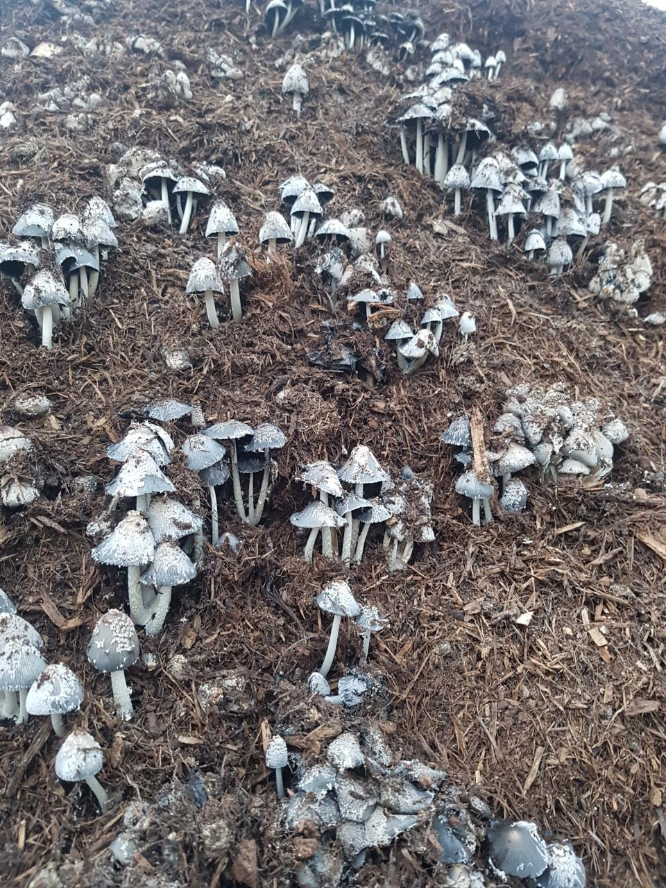 KakaoTalk_20230217_104230319_발효된 자가퇴비에서 자라는 버섯.jpg