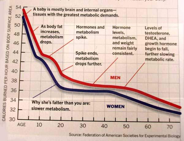 age-decline-of-metabolism.jpg