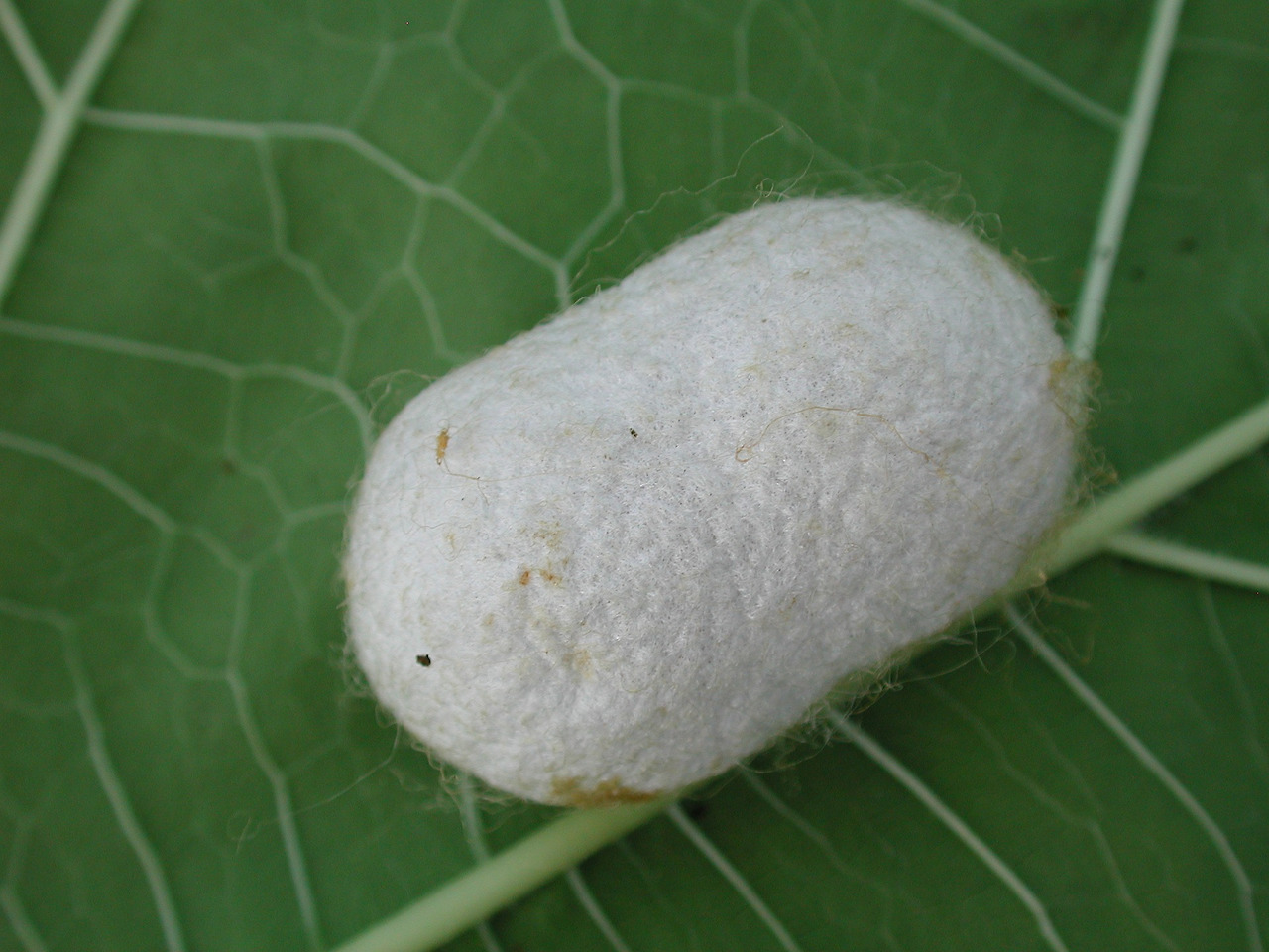 silkworm-2766232_1920.jpg