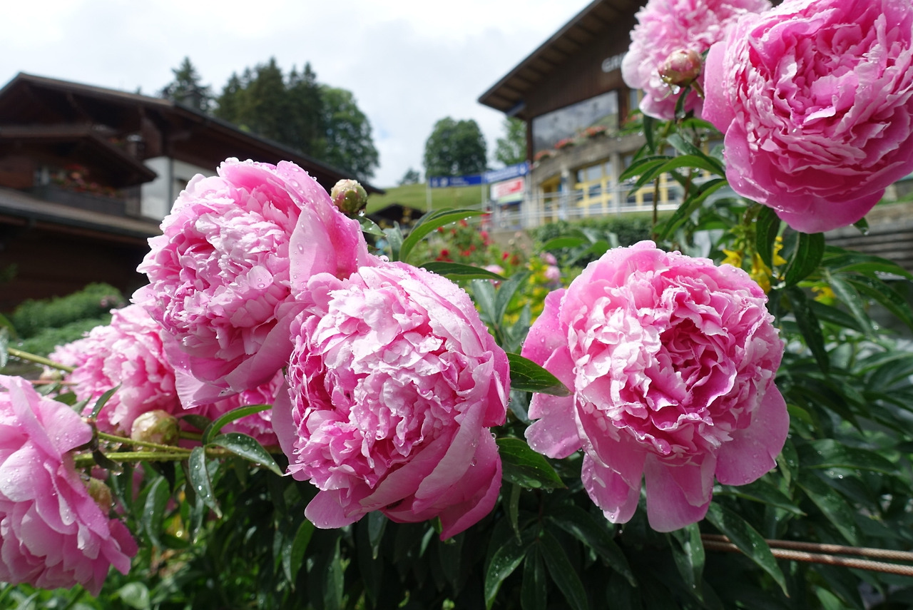 2018-06-11 15.56.55.jpg