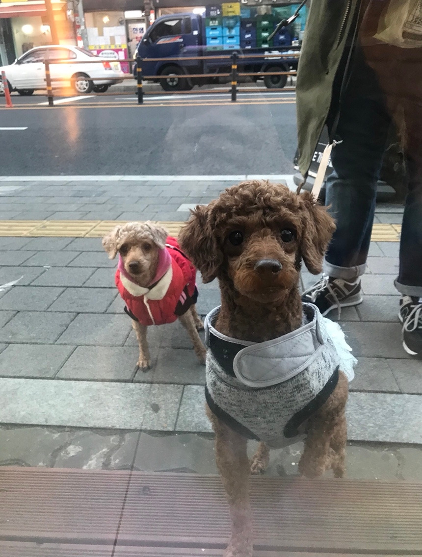 강아지 키우기.jpg