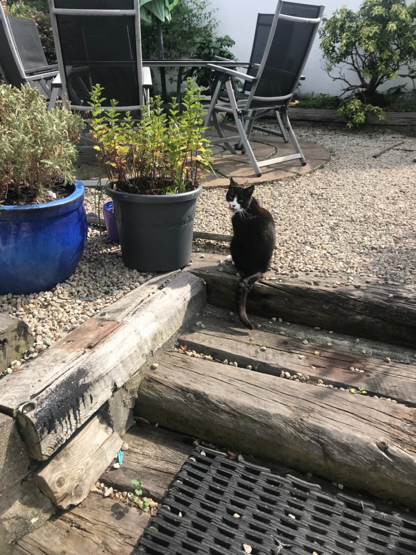 고양이 사냥.jpg