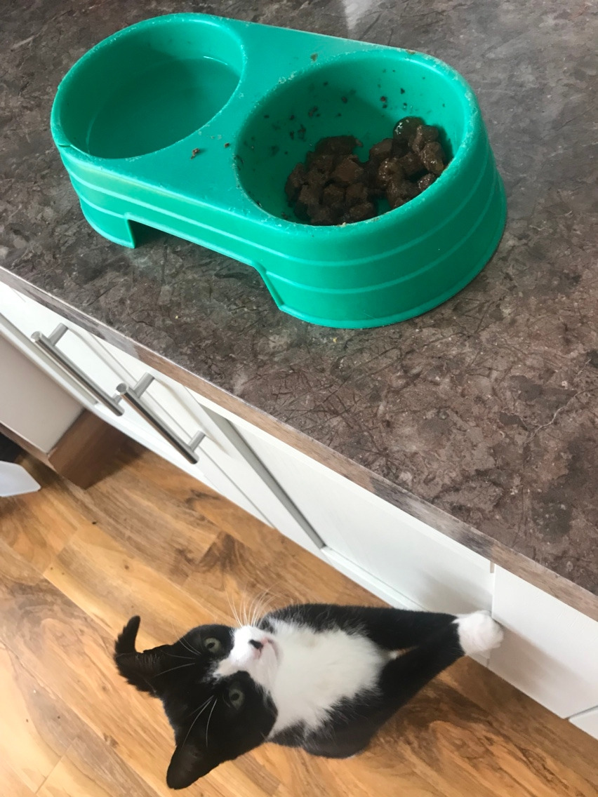 고양이 키우기.jpg