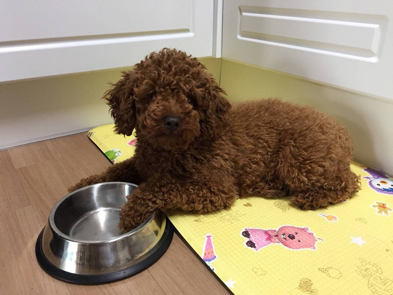 귀여운 강아지.jpg