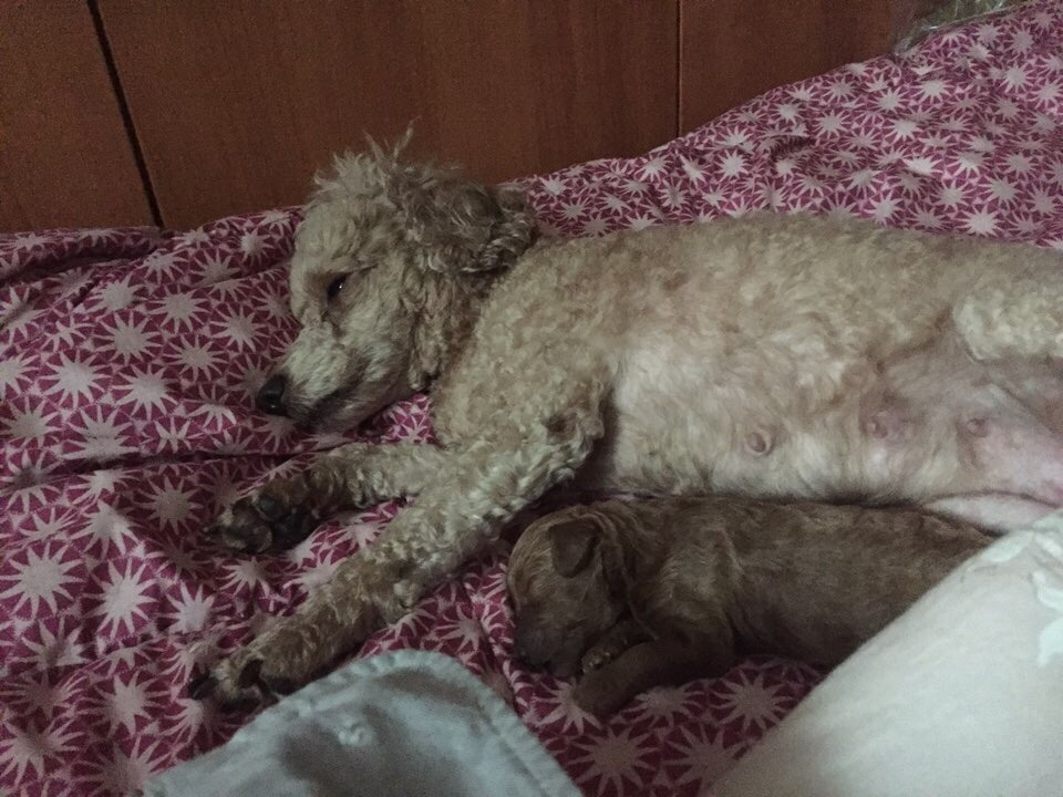 강아지 푸들.jpg