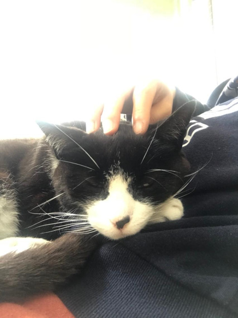 귀여운 고양이.jpg