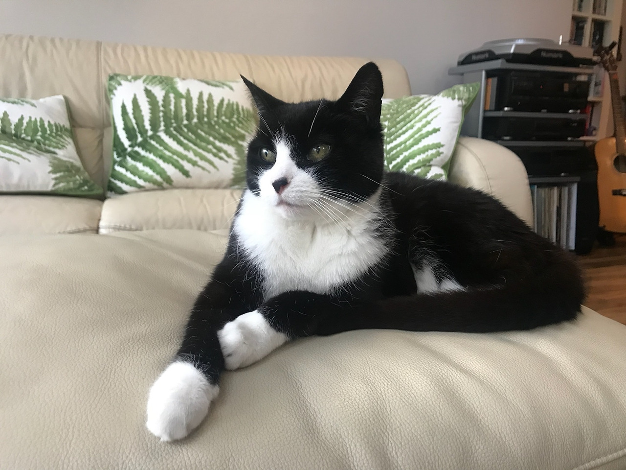 도도한 고양이.jpg