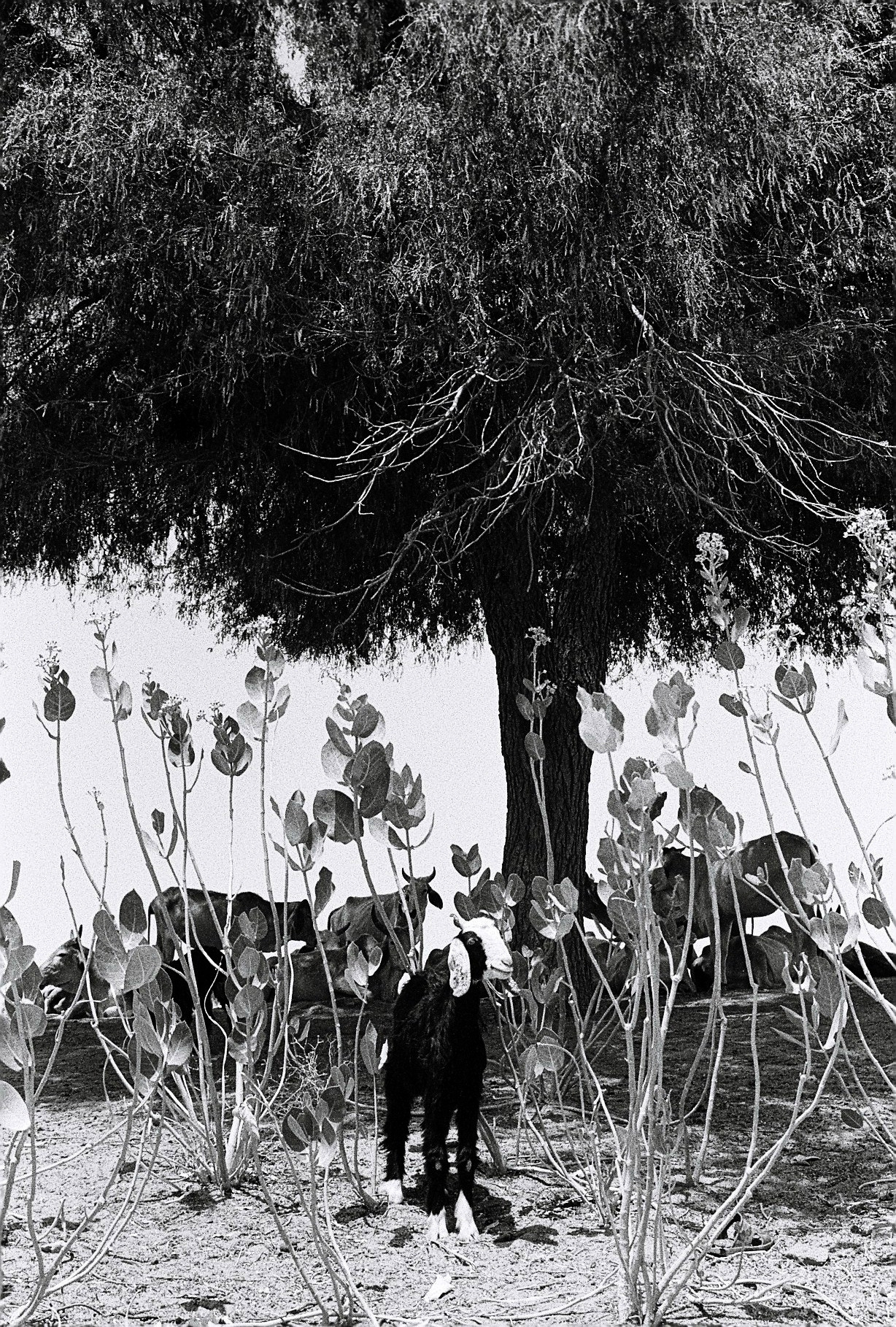 homecoming day_2017_03.jpg