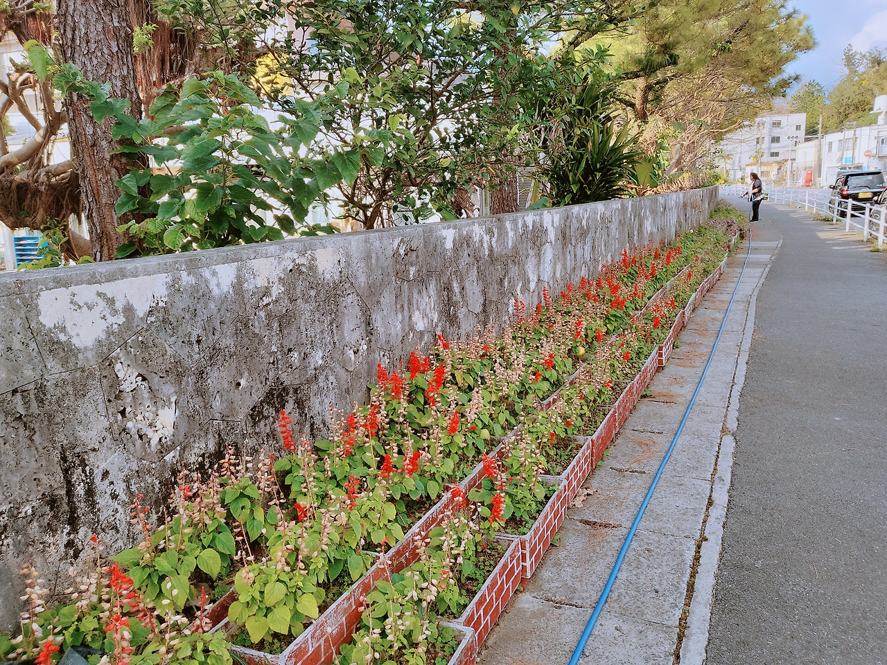 01-06-10-02 나카도마리 초교 화단.jpg