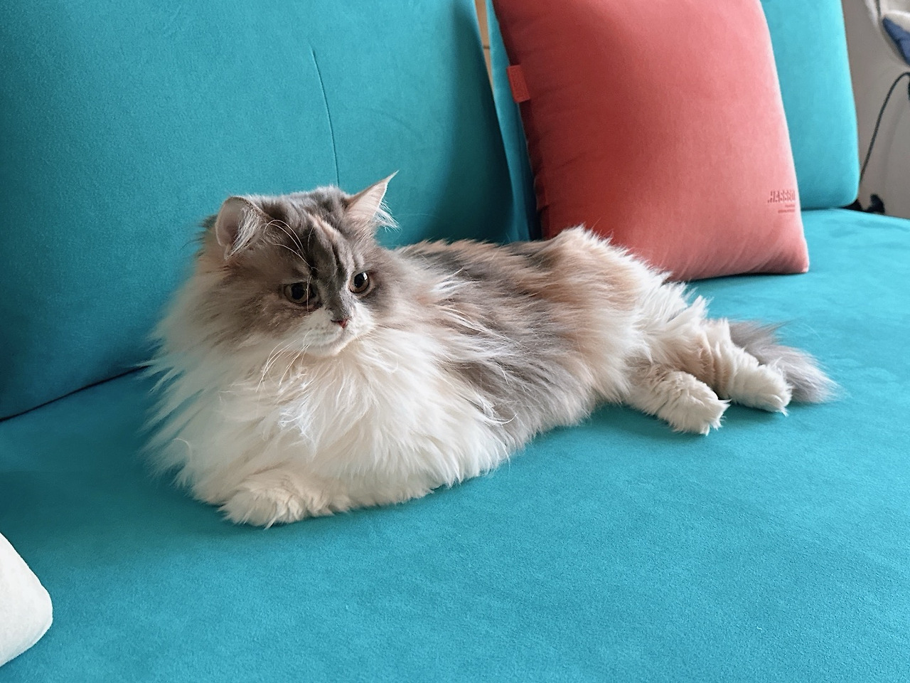 09화 페르시안 고양이와 함께 살기