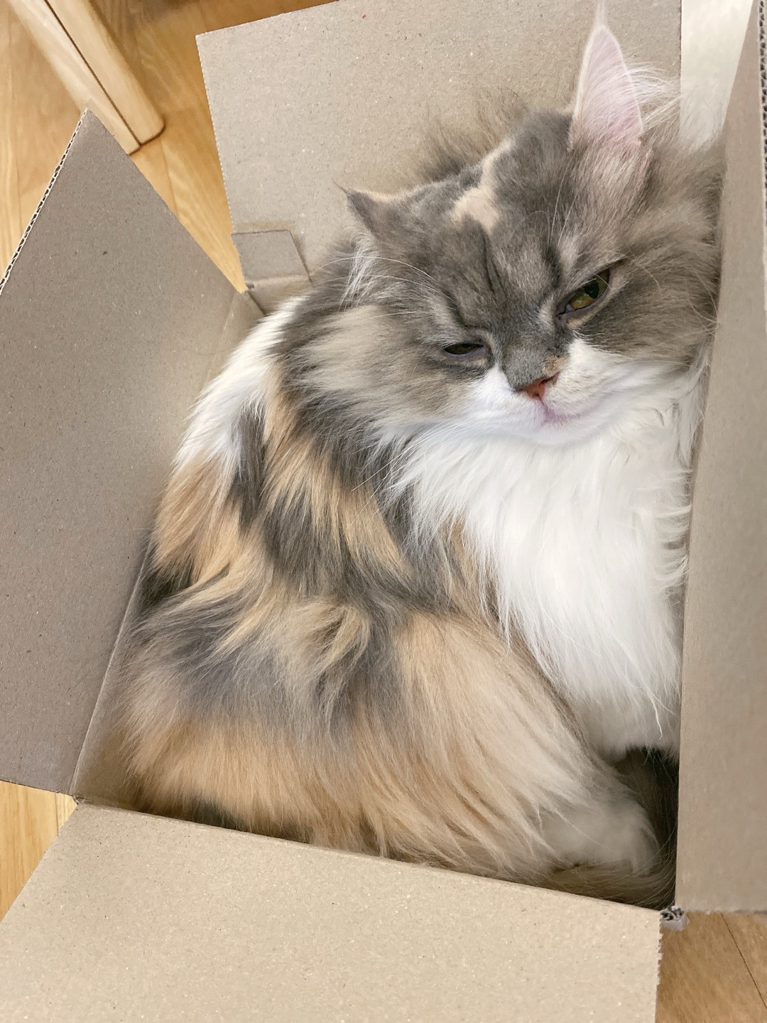 09화 페르시안 고양이와 함께 살기