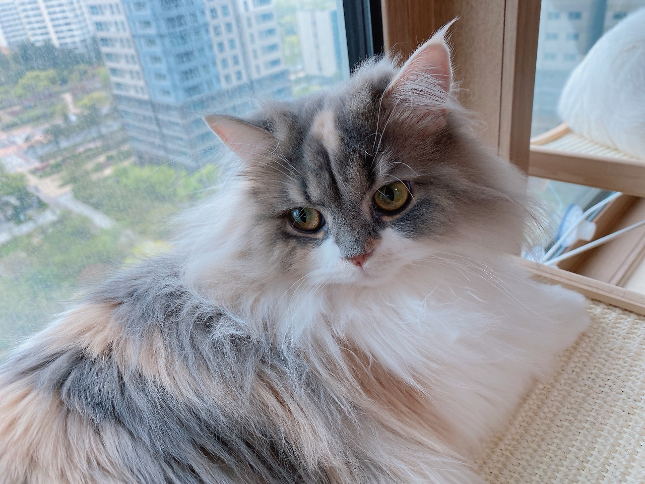 09화 페르시안 고양이와 함께 살기