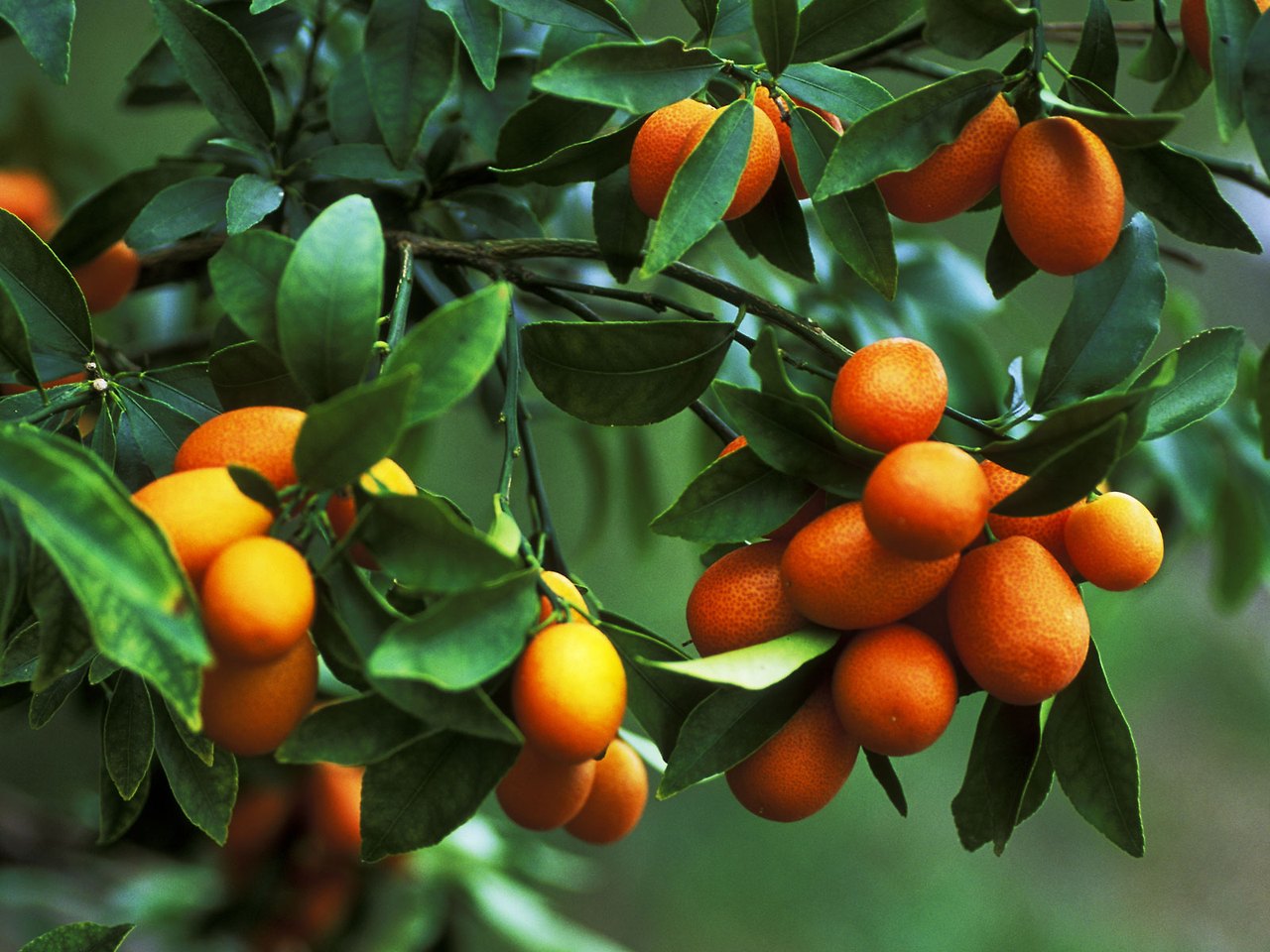Kumquats-FT-BLOG0319.jpg