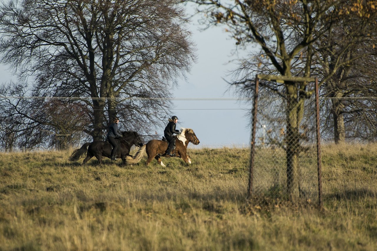 DSC_0346horse.jpg