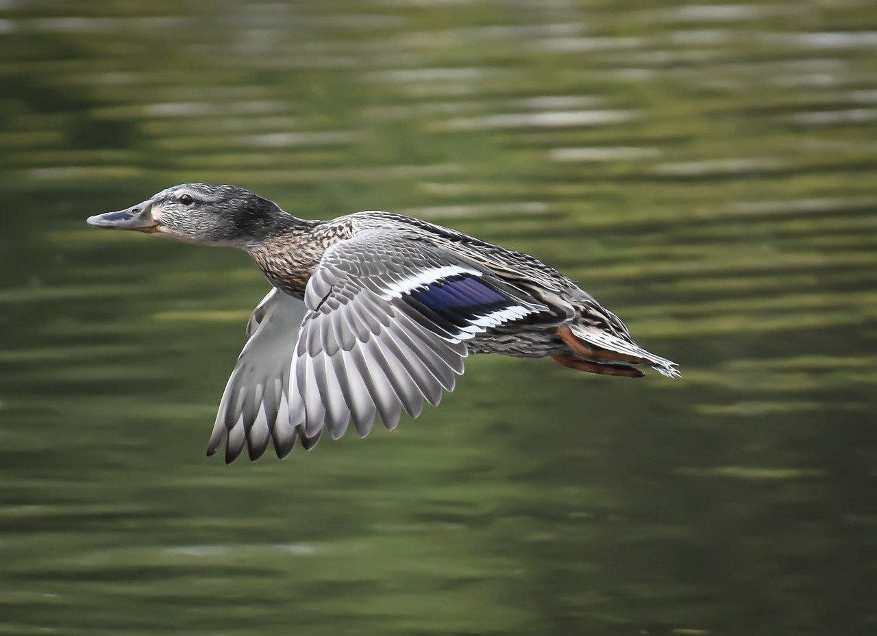 mallard-4499691_1280.jpg