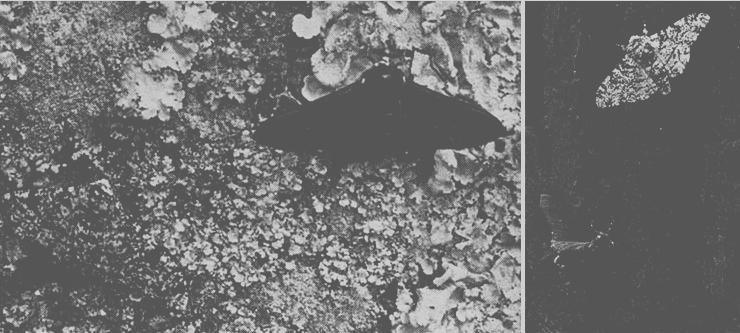 맨체스터 나방.jpg