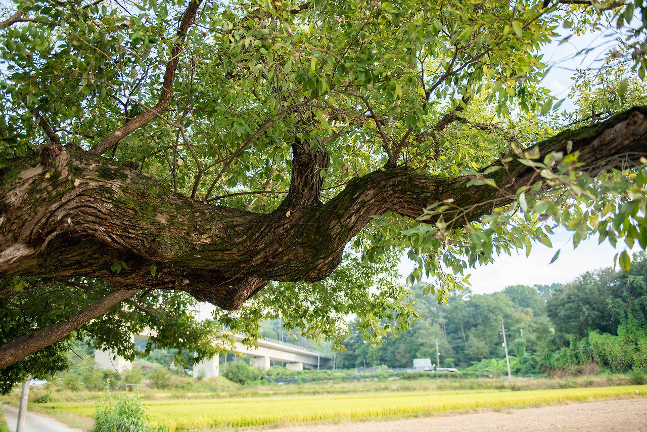 버드나무3-자료집.jpg.jpg