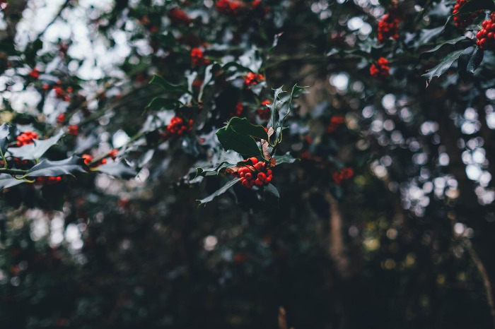 holly-berries-1082138_1920.jpg