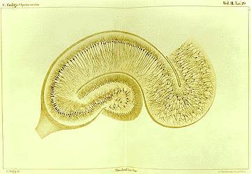 Golgi_Hippocampus.jpg